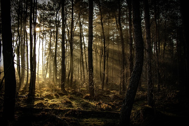 免费下载阳光森林自然景观免费图片以使用 GIMP 免费在线图像编辑器进行编辑