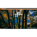 Sunbeams Between Trees  screen for extension Chrome web store in OffiDocs Chromium