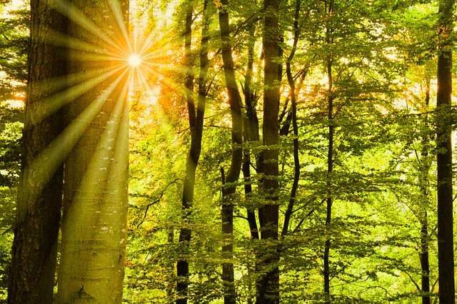 Unduh gratis Sunbeam Sun Forest - foto atau gambar gratis untuk diedit dengan editor gambar online GIMP