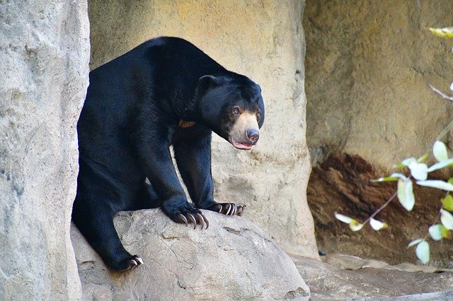 Free download Sun Bear Mammals Big -  free photo or picture to be edited with GIMP online image editor