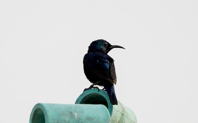 Free download sunbird bird animal nature avian free picture to be edited with GIMP free online image editor