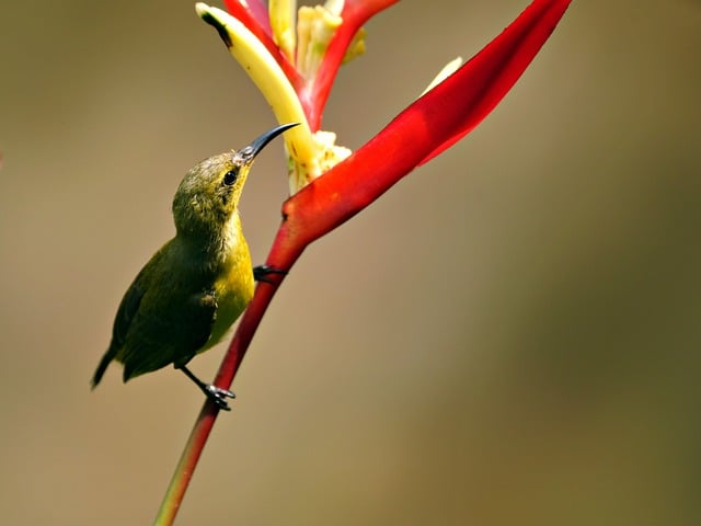 Free download sunbird bird flower plant animal free picture to be edited with GIMP free online image editor