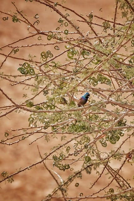 Free download sun bird desert acacia bush flax free picture to be edited with GIMP free online image editor