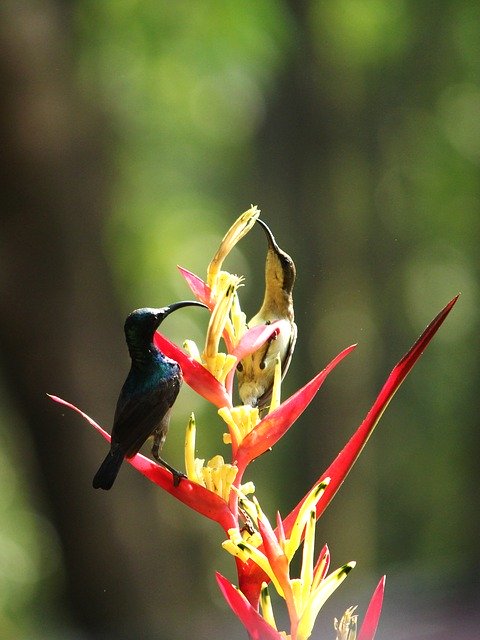 免费下载 Sunbird LotenS Bird 免费照片模板，使用 GIMP 在线图像编辑器进行编辑