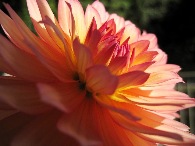 Unduh gratis Sun Dalia Flower - foto atau gambar gratis untuk diedit dengan editor gambar online GIMP