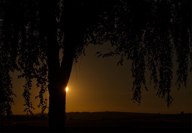 Descarga gratuita Sun Dark Tree: foto o imagen gratuita para editar con el editor de imágenes en línea GIMP