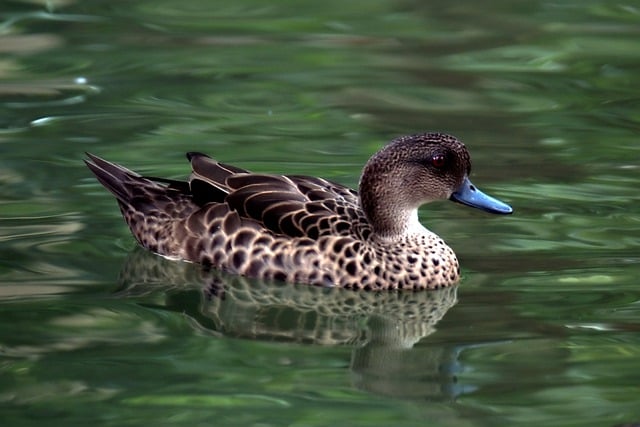 Free download sunda teal duck bird waterfowl free picture to be edited with GIMP free online image editor