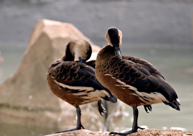 Free download sunda teal ducks birds waterfowl free picture to be edited with GIMP free online image editor