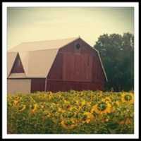Free download Sunday Morning Sunflowers free photo or picture to be edited with GIMP online image editor
