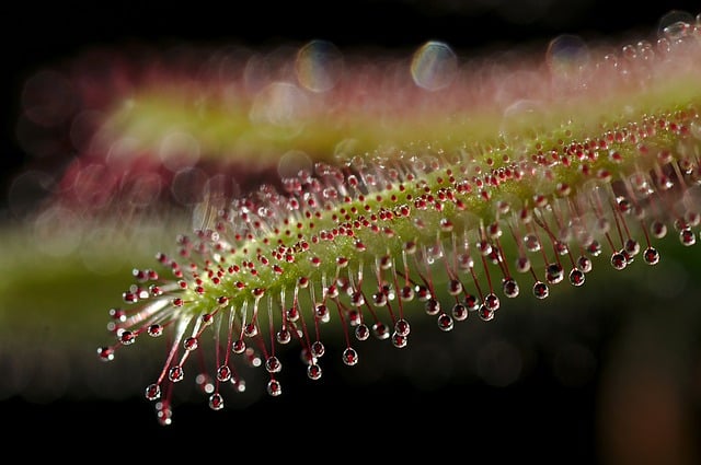 Free download sundew sundew capensis droplets free picture to be edited with GIMP free online image editor