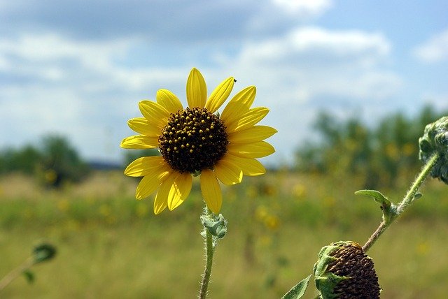 Free download Sunflower Along Texas I40 -  free photo or picture to be edited with GIMP online image editor