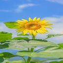sunflower and blue sky wallpaper  screen for extension Chrome web store in OffiDocs Chromium