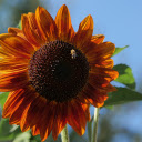 Sun flower and little bee  screen for extension Chrome web store in OffiDocs Chromium