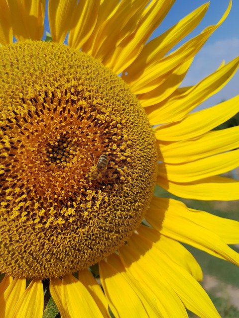 Free download Sunflower August -  free photo or picture to be edited with GIMP online image editor