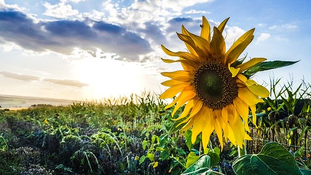 Free download Sunflower Autumn Field -  free photo or picture to be edited with GIMP online image editor