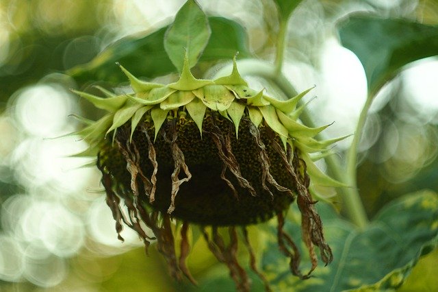 Free download Sunflower Autumn In The Fall -  free photo or picture to be edited with GIMP online image editor