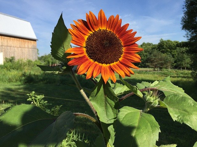 Free download Sunflower Barn Nature -  free photo or picture to be edited with GIMP online image editor