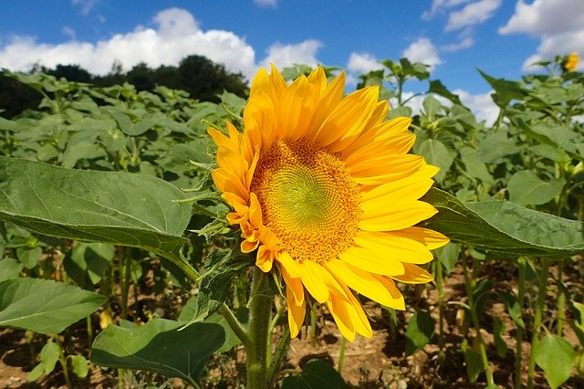 Free download Sunflower Beautiful Blossom -  free photo or picture to be edited with GIMP online image editor