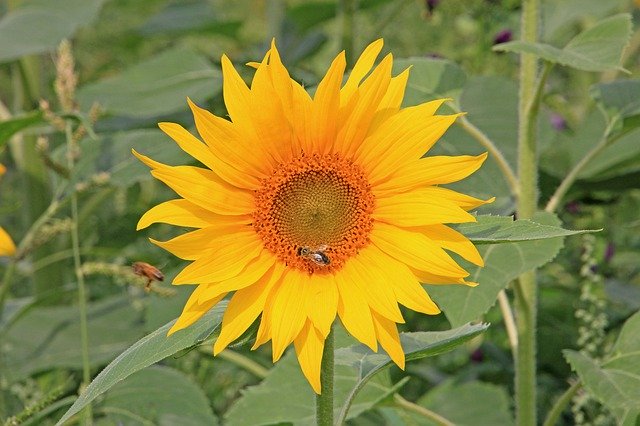 Muat turun percuma Sunflower Bee Blossom - foto atau gambar percuma untuk diedit dengan editor imej dalam talian GIMP