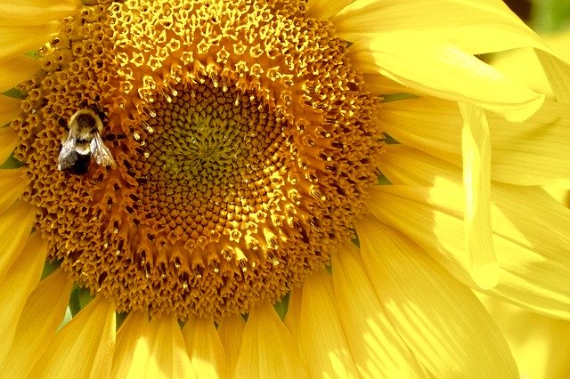 Free download Sunflower Bee Bumblebee -  free photo or picture to be edited with GIMP online image editor