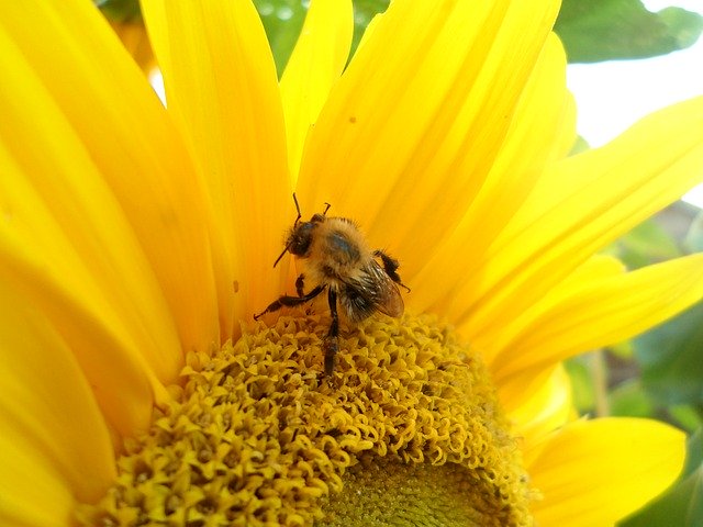 Free download Sunflower Bee Honey -  free photo or picture to be edited with GIMP online image editor