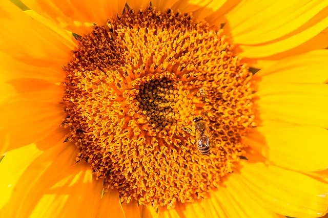 Free picture Sunflower Bee Insect -  to be edited by GIMP free image editor by OffiDocs