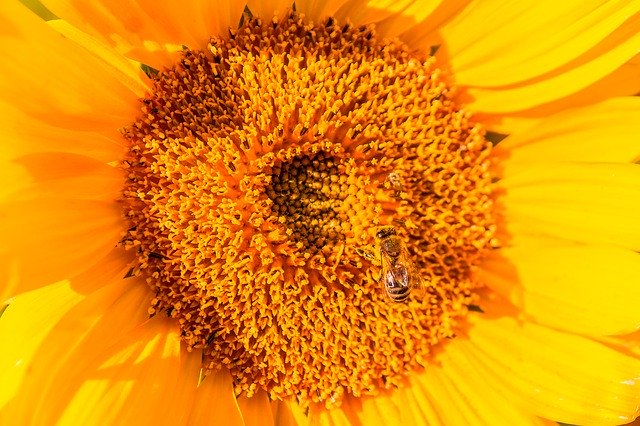 Baixar Sunflower Bee Insect - foto ou imagem grátis para ser editada com o editor de imagens online GIMP