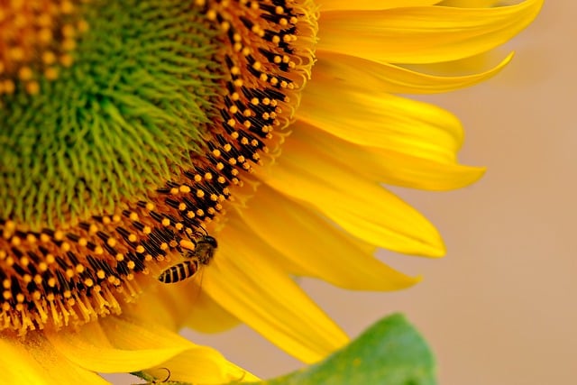 Free download sunflower bee insect pollination free picture to be edited with GIMP free online image editor