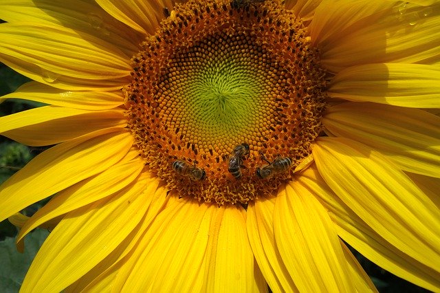 Descarga gratuita Sunflower Bees Blossom: foto o imagen gratuita para editar con el editor de imágenes en línea GIMP