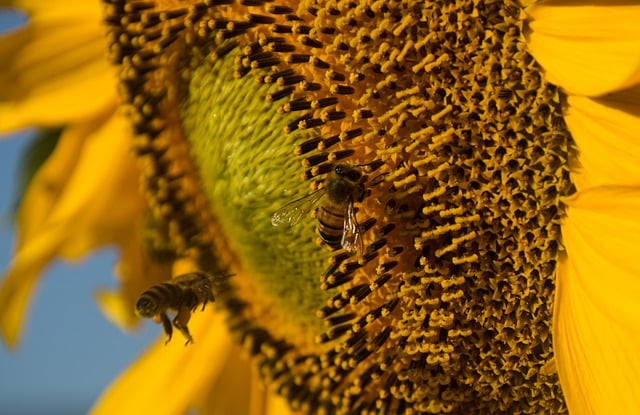 Téléchargement gratuit de la pollinisation des abeilles de tournesol en gros plan image gratuite à éditer avec l'éditeur d'images en ligne gratuit GIMP