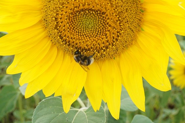 Descărcare gratuită Sunflower Bee Yellow - fotografie sau imagine gratuită pentru a fi editată cu editorul de imagini online GIMP