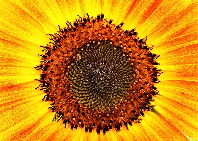 Unduh gratis Sunflower Bloom Flower - foto atau gambar gratis untuk diedit dengan editor gambar online GIMP