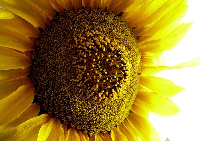قم بتنزيل Sunflower Blossom Bloom - صورة مجانية أو صورة مجانية ليتم تحريرها باستخدام محرر الصور عبر الإنترنت GIMP