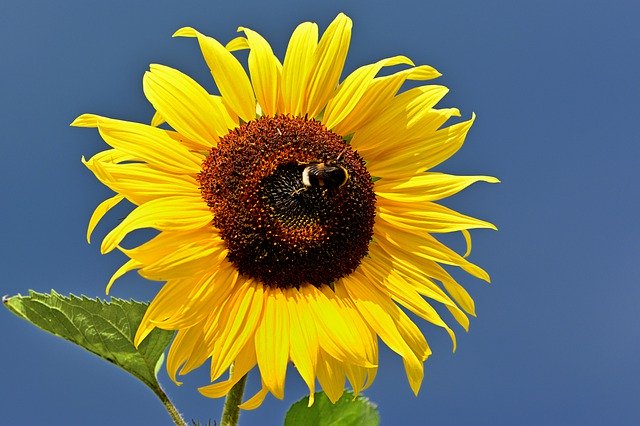 Muat turun percuma Sunflower Blossom Bloom Close - foto atau gambar percuma untuk diedit dengan editor imej dalam talian GIMP