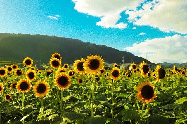 Bezpłatne pobieranie Sunflower Blue Sky Happy Weekend - darmowe zdjęcie lub obraz do edycji za pomocą internetowego edytora obrazów GIMP