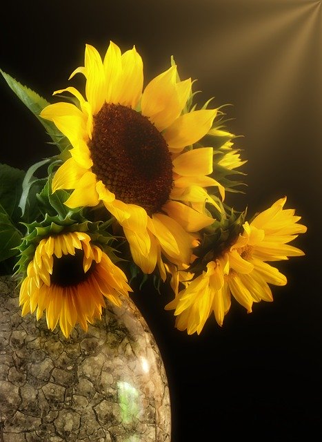 免费下载向日葵花束鲜花 - 使用 GIMP 在线图像编辑器编辑的免费照片或图片