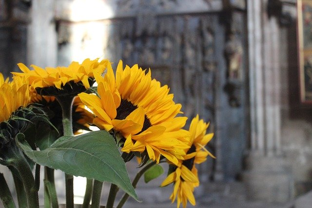 Descărcare gratuită Buchet de floarea soarelui galben - fotografie sau imagine gratuită pentru a fi editată cu editorul de imagini online GIMP