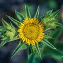 Sunflower Bud  screen for extension Chrome web store in OffiDocs Chromium