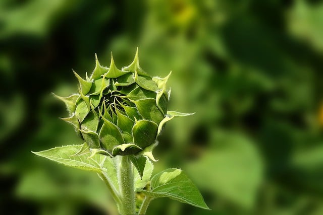 Free download sunflower bud nature plant field free picture to be edited with GIMP free online image editor