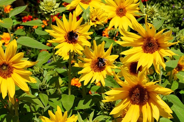 Bezpłatne pobieranie Sunflower Bumblebees Summer - darmowe zdjęcie lub obraz do edycji za pomocą internetowego edytora obrazów GIMP
