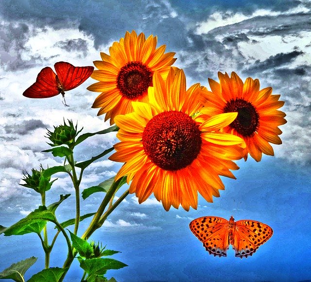 Free download Sunflower Butterfly Insect -  free illustration to be edited with GIMP free online image editor