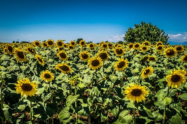 Descărcare gratuită Arborele campaniei de floarea soarelui - fotografie sau imagini gratuite pentru a fi editate cu editorul de imagini online GIMP
