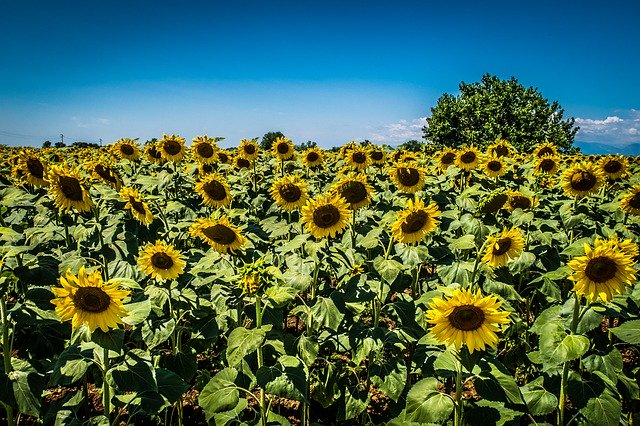 Free download Sunflower Campaign Tree -  free photo or picture to be edited with GIMP online image editor