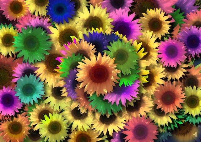 해바라기 다채로운 색상 무료 다운로드 - 무료 사진 또는 김프 온라인 이미지 편집기로 편집할 수 있는 사진