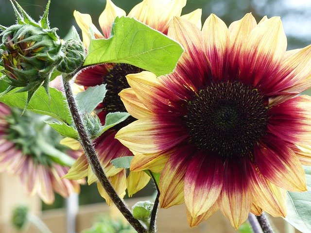Free download Sunflower Colors Garden -  free photo or picture to be edited with GIMP online image editor