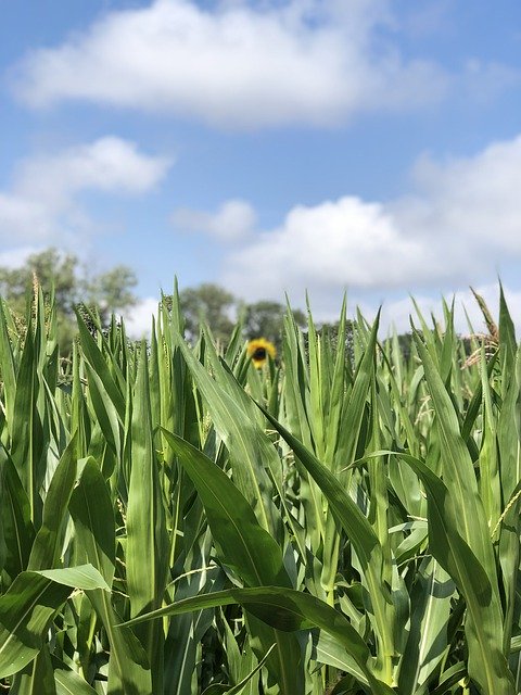 Muat turun percuma Sunflower Cornfield Yellow - foto atau gambar percuma untuk diedit dengan editor imej dalam talian GIMP