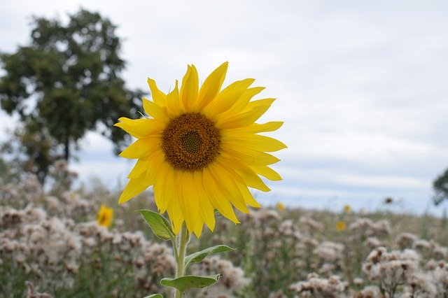 Muat turun percuma Sunflower Depth Of Field - foto atau gambar percuma untuk diedit dengan editor imej dalam talian GIMP