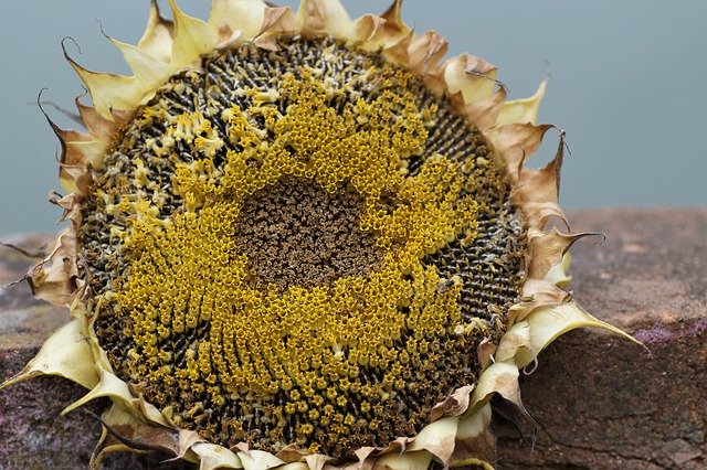 Free download Sunflower Faded Seeds -  free photo or picture to be edited with GIMP online image editor