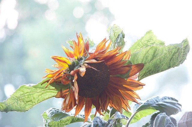 Free picture Sunflower Fall Orange -  to be edited by GIMP free image editor by OffiDocs