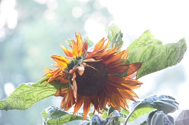 Download gratuito Sunflower Fall Orange - foto o immagine gratuita da modificare con l'editor di immagini online di GIMP